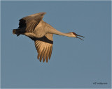  Sandhill Crane