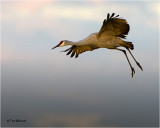  Sandhill Crane