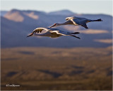  Sandhill Cranes