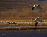  Snow Geese