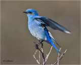  Mountain Bluebird   (male)