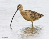  Long-billed Curlew