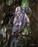  Great Gray Owls