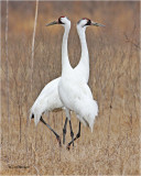  Whooping Cranes