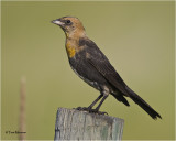  Yellow-headed Blackbird (juvenile)