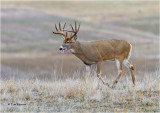  White tailed Deer