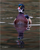  Wood Duck