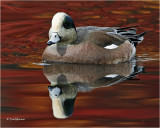 American Wigeon