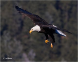  Bald Eagle