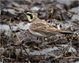  Horned Lark