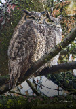  Great Horned Owls