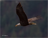  Bald Eagle