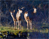 Mule deer