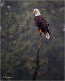  Bald Eagle