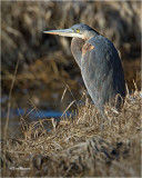  Great Blue Heron