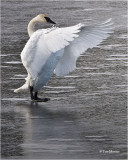  Trumpeter Swan SOLO