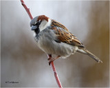  House Sparrow