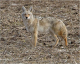 Coyote