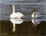  Trumpeter Swans