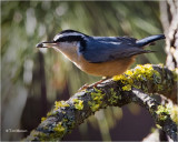 Red-breasted Nuthatch