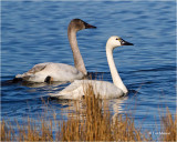 Tundra Swans