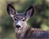  Mule Deer