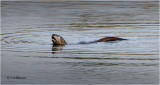  North American River Otter