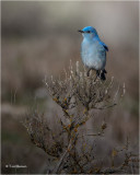 Mountain Bluebird