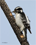  Downy Woodpecker (female)