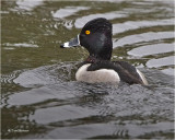  Ring-necked Duck 