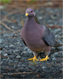  Band-tailed Pigeon