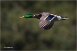 Mallard