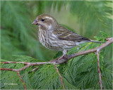 Purple Finch (female)