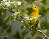  Yellow Warbler