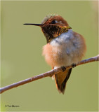 Rufous Hummingbird