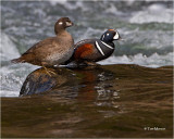  Harlequin Ducks