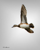 American Wigeon