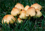 Fungi (any ideas?)