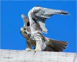 Prairie Falcon