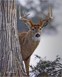 White tailed Deer