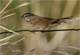 Song Sparrow