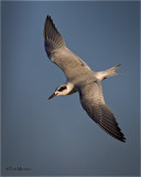  Forsters Tern
