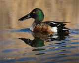  Northern Shoveler  (male)
