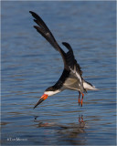  Black Skimmer 