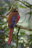  Masked Trogon  (female)