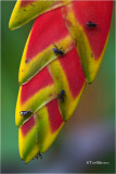 Heliconia