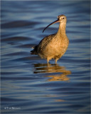  Long-billed Curlew 