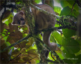  Kinkajou