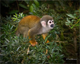 Squirrel Monkey