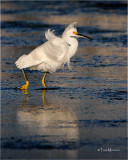  Snowy Egret